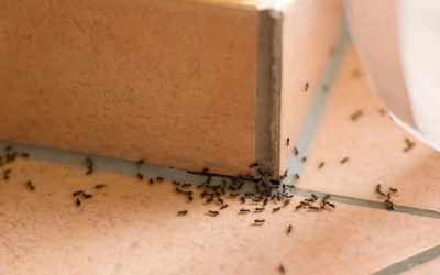 Is Your Garden Overrun With Ants?