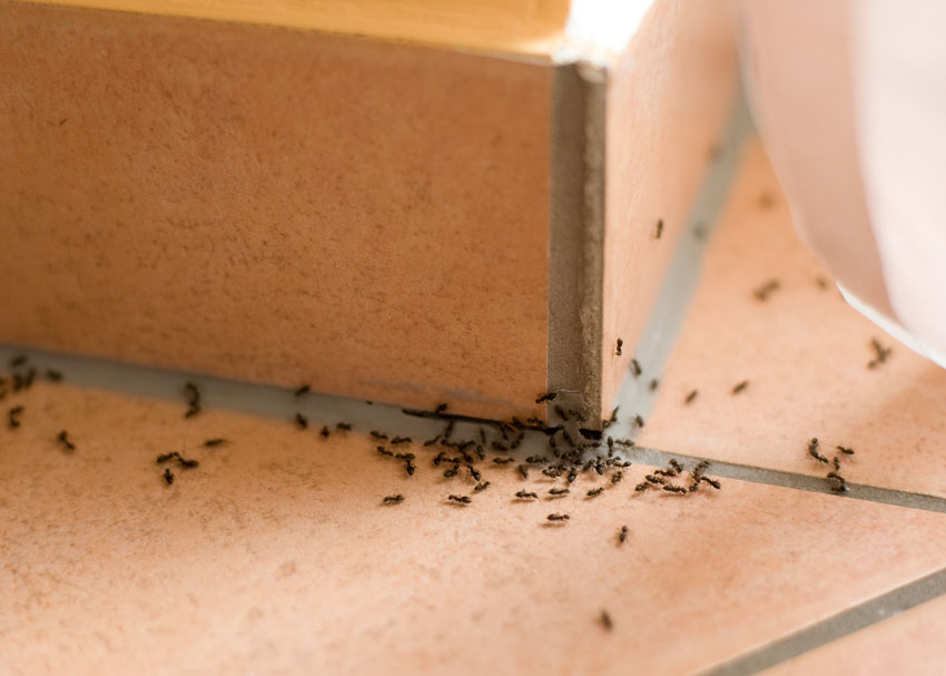 Is Your Garden Overrun With Ants?