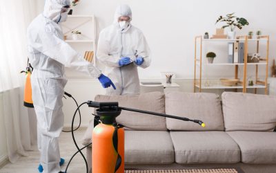 What To Expect From A Good Pest Firm