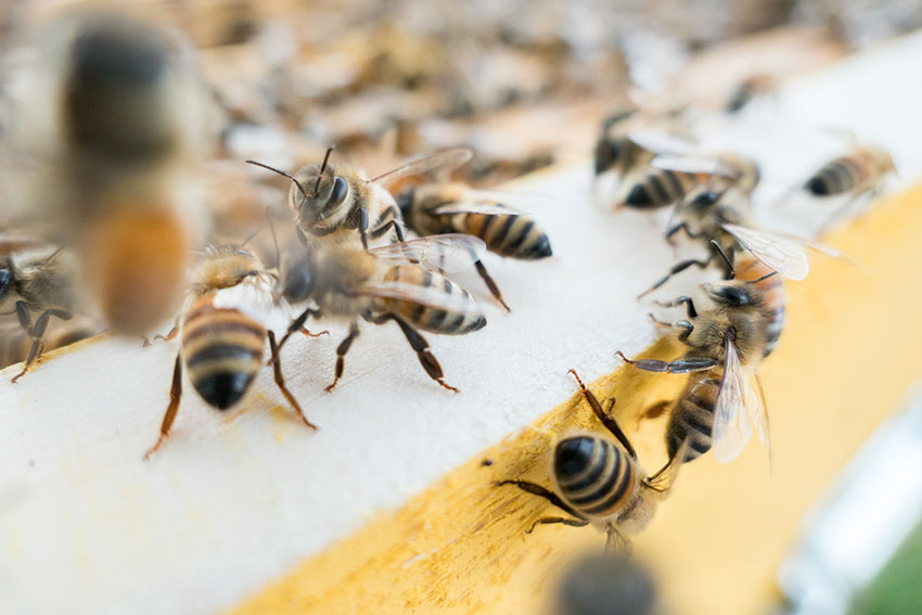 Stop Those Barbeque Summer Insects